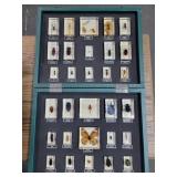 ENTEMOLOGIST DISPLAY WITH 30 INSECTS PRESERVED IN