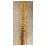 44 IN SNAKE SKINS MOUNTED ON BOARD 44 IN SNAKE SKINS MOUNTED ON BOARD
