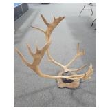 MOUNTED PAIR OF CARIBOU ANTLERS MOUNTED PAIR OF CARIBOU ANTLERS