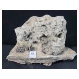 FOSSIL EMBEDDED IN STONE - 6 IN X 10 IN FOSSIL EMBEDDED IN STONE - 6 IN X 10 IN