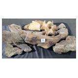 COLLECTION OF DRIFTWOOD FOSSILS, ETC. COLLECTION OF DRIFTWOOD FOSSILS, ETC.