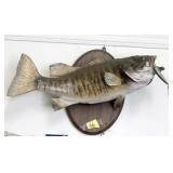 20" SMALL MOUTH BASS FISH MOUNT & LURE