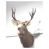 10 POINT WHITE TAIL BUCK MOUNT