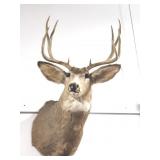 10 POINT WHITE TAIL BUCK MOUNT