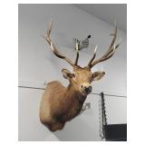 10 POINT ELK MOUNT