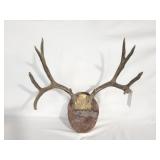 10 POINT DEER SKULL MOUNT