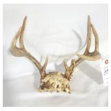 8 POINT DEER SKULL ANTLERS