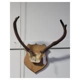 RED DEER ANTLER SKULL MOUNT