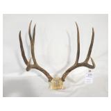 7 POINT SKULL ANTLERS