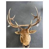 5x5 ELK HORN MOUNT