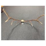 13 POINT ELK MOUNT
