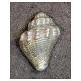 SILVER CONCH SHELL 40.1 GRAMS .999 FINE SILVER