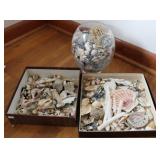 Beach Collected Shells