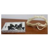 Shark Teeth & Shark Jaw Collection