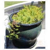 Decorative Glazed Ceramic Pot of Angelina Sedum