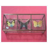 3 BUTTERFLIES IN A GLASS CASE
