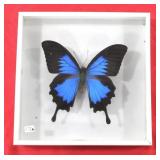 Papilio Ulysses Butterfly Specimen