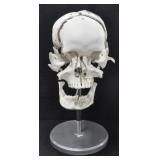 EXPLODED SKULL MODEL - METAL STAND