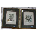 2 FRUIT PRINTS: CHERRIES AND PLUMS