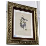 "FLORIDA JAY" PRINT