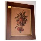 5 VINTAGE FRUIT PRINTS - WOOD FRAMES