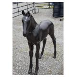 ALUMINUM BONZE PAINTED PONY