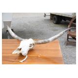 COW SKULL WITH HORNS
