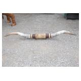 COW  HORNS