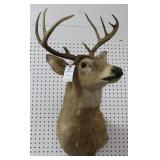 9 PT. WHITE TAIL BUCK MOUNT