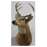 6 PT. WHITE TAIL BUCK MOUNT