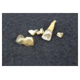 DENTAL GOLD - TEETH STILL ATTACHED DENTAL GOLD - TEETH STILL ATTACHED