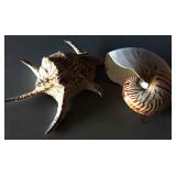 Large Sea Shells Large Sea Shells