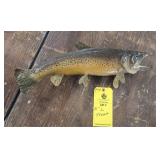 (T-14) 21" TROUT