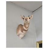 ANTELOPE SHOULDER MOUNT