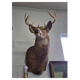 9 POINT DEER MOUNT