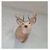 10 POINT DEER MOUNT