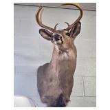 7 POINT DEER MOUNT