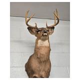 8 POINT DEER MOUNT