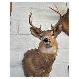 7 POINT DEER MOUNT