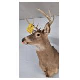 WHITETAIL BUCK - 8 POINT - 16" OD