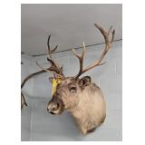 CARIBOU MOUNT - 24"