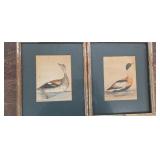 (2) LEWIN DUCK PRINTS - GADWALL & SHELLDRAKE