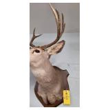 WHITETAIL DEER - 8 PT
