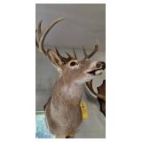 WHITETAIL DEER - 9 PT - 20"