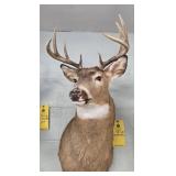 WHITETAIL DEER - 11 PT