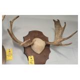 MOOSE HORNS - 32"