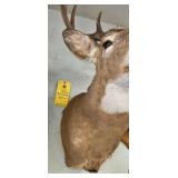 WHITETAIL DEER - 9 PT - 16.5"