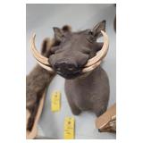 WARTHOG - "PUMBA"