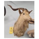 HIMALAYAN TAHR