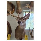 WHITETAIL DEER - 8 PT - 19.5"
